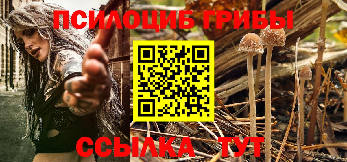 Псилоцибиновые грибы Psilocybe Заречный